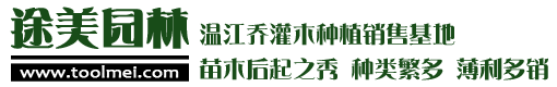 綠化苗木價(jià)格 - 常綠喬木批發(fā) - 灌木樹(shù)苗基地 - 成都途美園林綠化